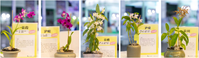 1760142602539090K6T2.jpg 12.jpg