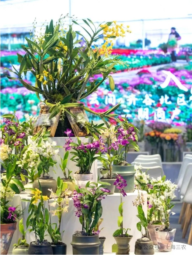 1760142641165551dMgP.jpg 13.jpg